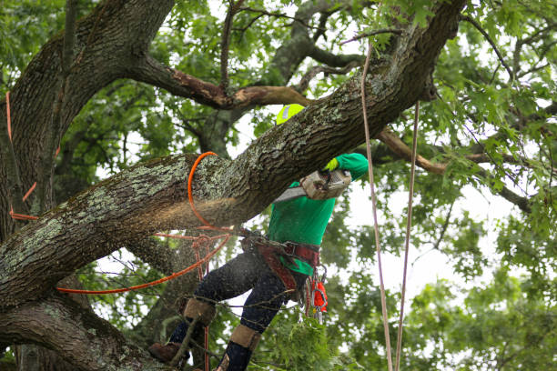 How Our Tree Care Process Works  in  Travilah, MD