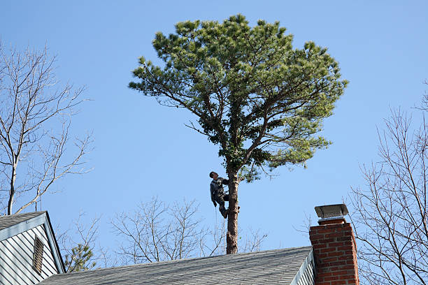 Seasonal Cleanup (Spring/Fall) in Travilah, MD